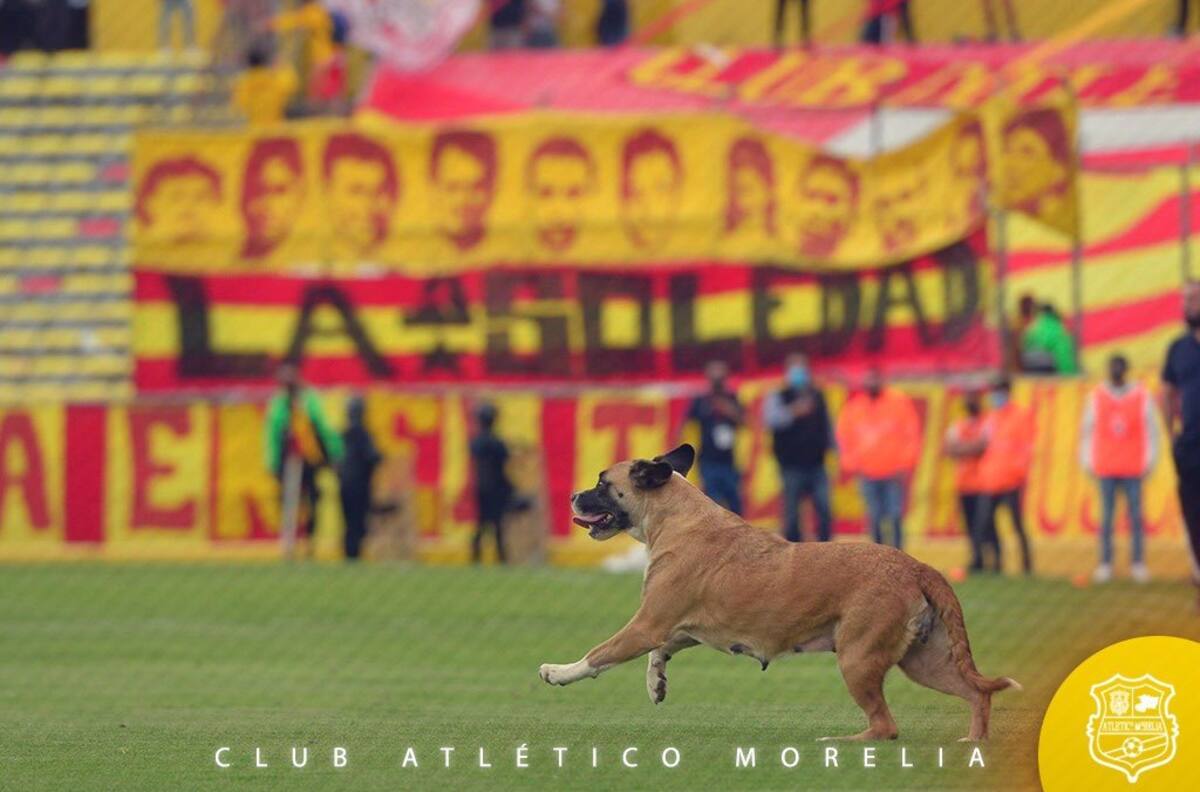 Una adorable perrita interrumpió el partido de Pumas contra Morelia