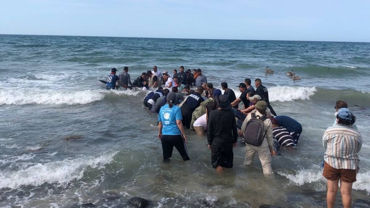 Ballena varada en Puerto Peñasco regresa al mar con apoyo de voluntarios y brigadistas