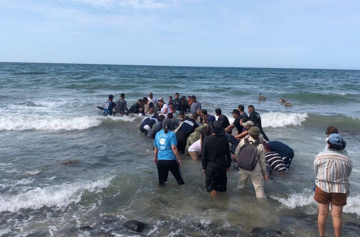 Ballena varada en Puerto Peñasco regresa al mar con apoyo de voluntarios y brigadistas