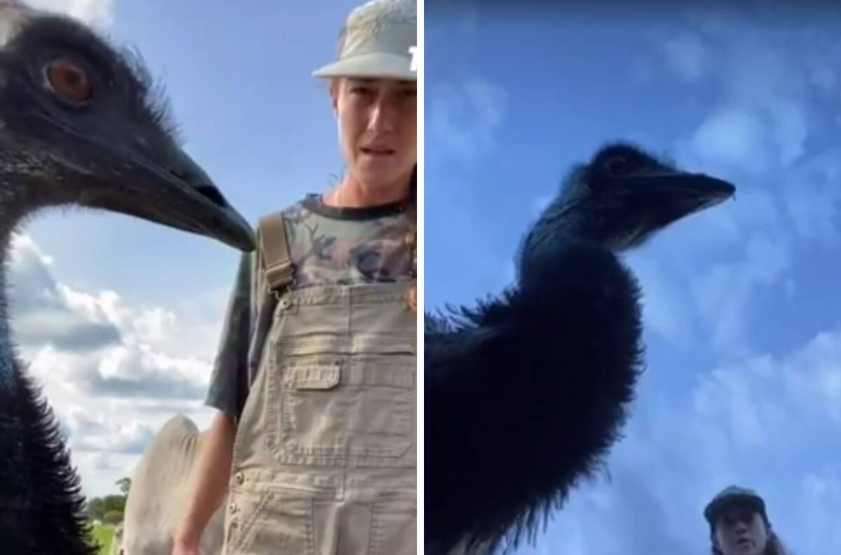 VIDEO| Conoce a Emmanuel el emú que se hizo viral