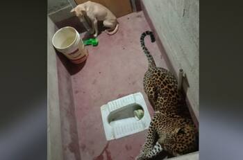 En la India un perro intenta escapar de un leopardo y terminan encerrados en un baño