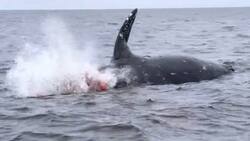 VIDEO VIRAL | ¡Impactante! Así explotó una ballena por gases acumulados en costas de California