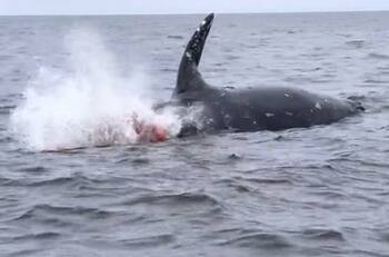 VIDEO VIRAL | ¡Impactante! Así explotó una ballena por gases acumulados en costas de California
