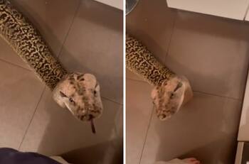 VIDEO| Serpiente que se comporta como un perrito se viraliza ¡Es sorprendente!