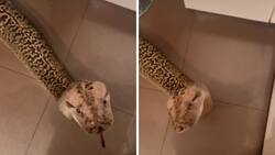 VIDEO| Serpiente que se comporta como un perrito se viraliza ¡Es sorprendente!