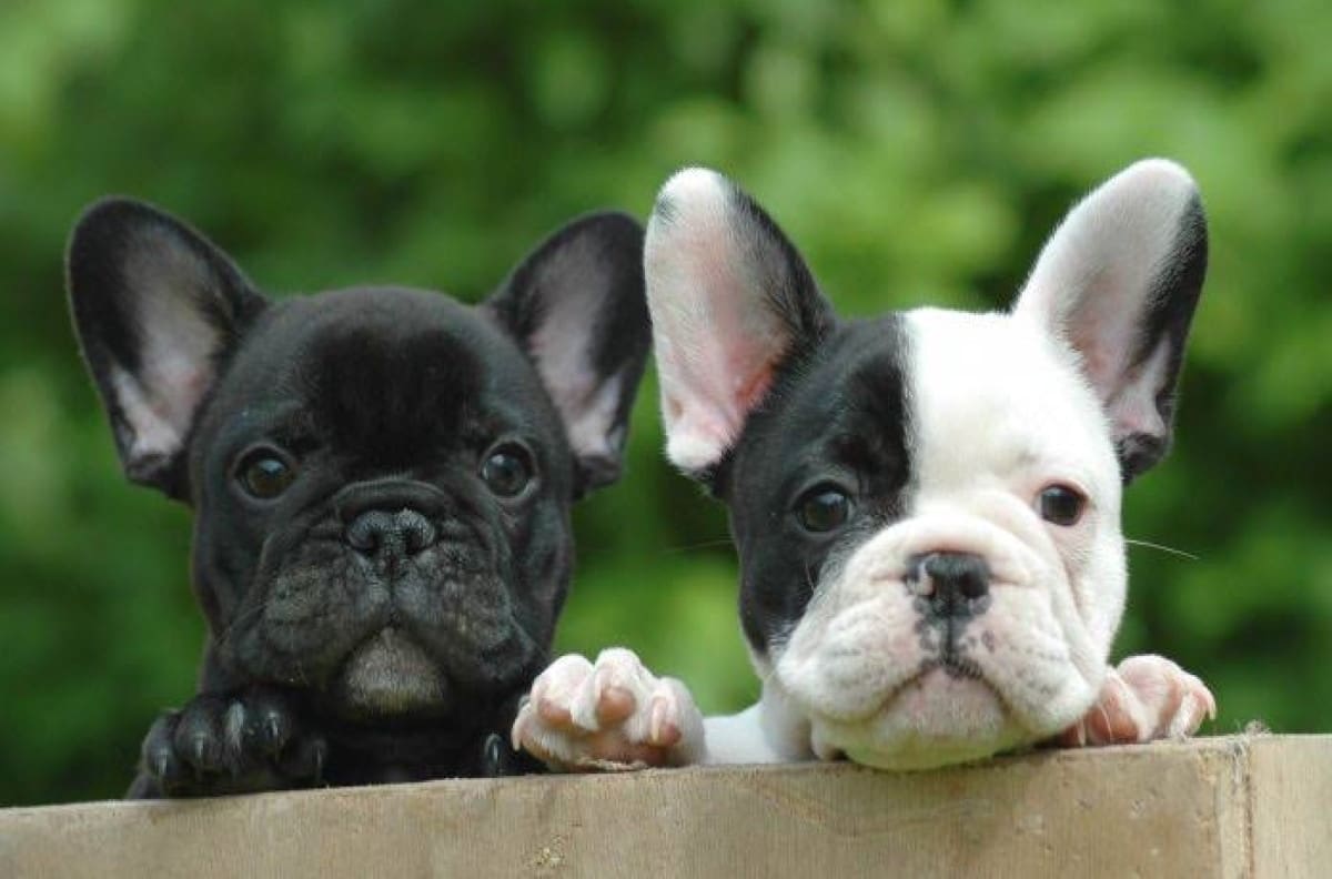 Roban cargamento de perros bulldog en la CDMX, está valuado en 4 millones de pesos