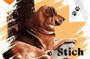 Piden en redes justicia para Stich, perrito que fue asesinado por robarse un pan