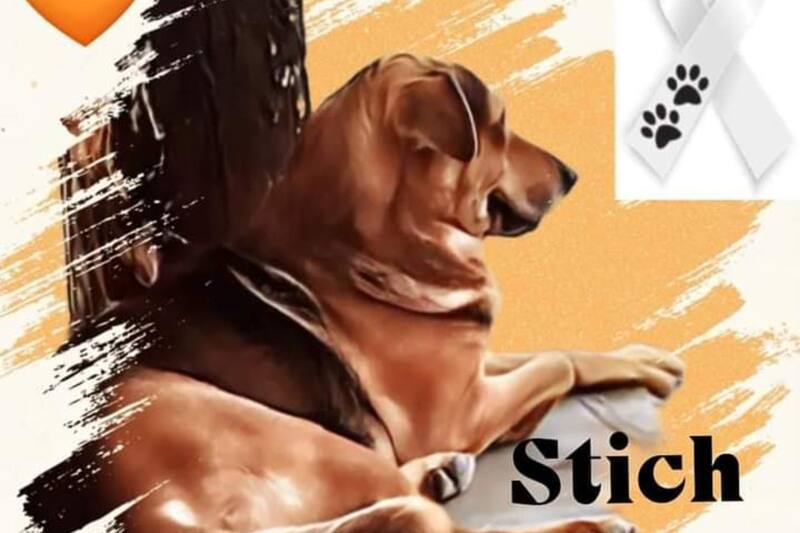 Piden justicia para Stich.