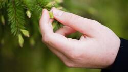 3 Consejos para blanquear tus uñas con tratamientos caseros