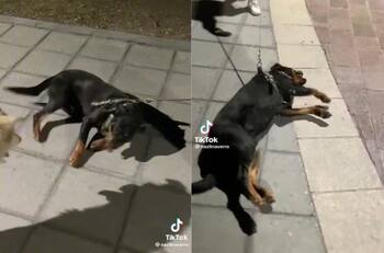 Perrito hace berrinche para que su dueño lo deje jugar y se hace viral| VIDEO