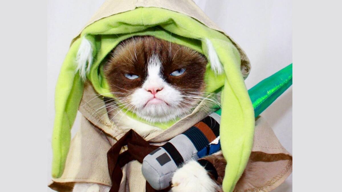 Conoce a estos 7 gatos famosos en internet
