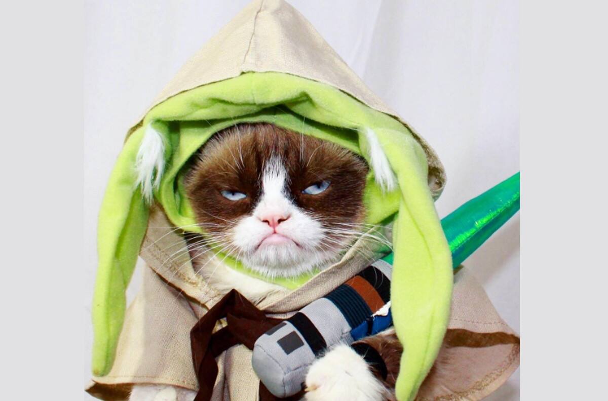 Conoce a estos 7 gatos famosos en internet