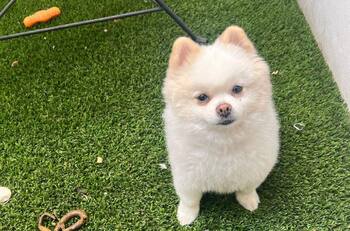 Conoce a Nalla, la perrita de Tammy Parra