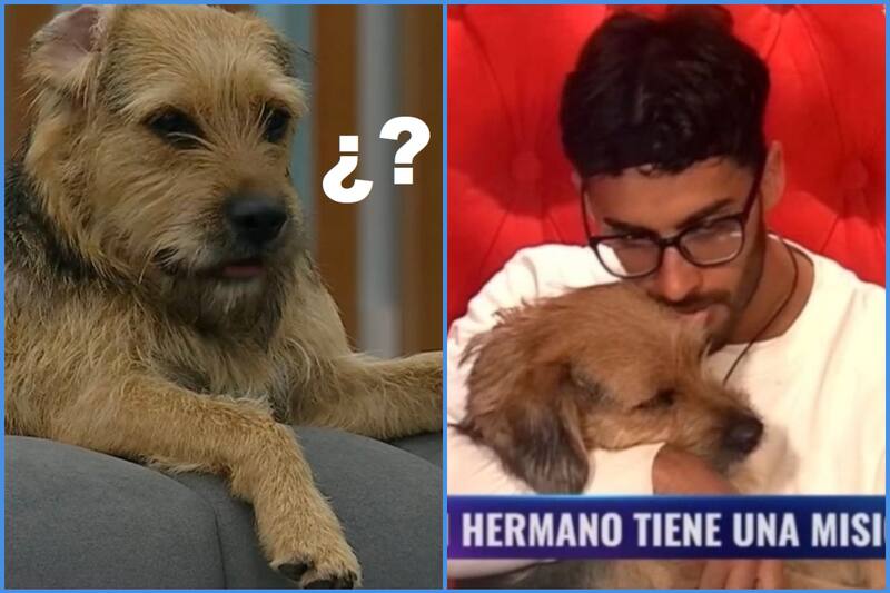 Bigote fue "funado" por Jorge en "Gran Hermano" Chile.
