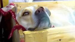 Restaurante alimenta a perros callejeros y les proporciona cama provisional