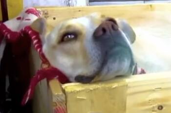 Restaurante alimenta a perros callejeros y les proporciona cama provisional