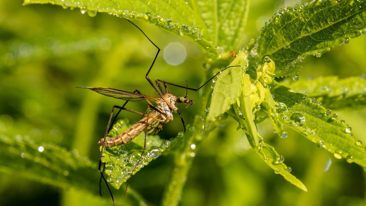 Ahuyenta a los mosquitos con estas plantas que además aromatizarán tu hogar