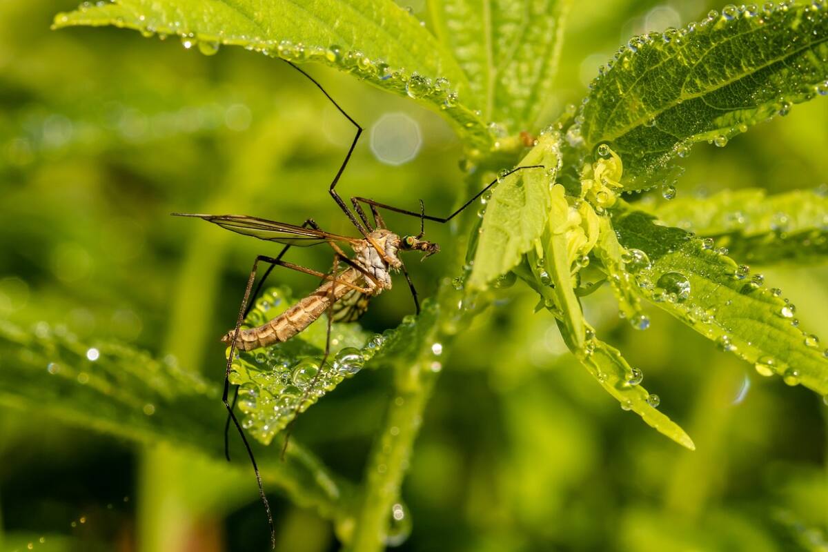 Estas plantas te ayudarán a ahuyentar mosquitos.