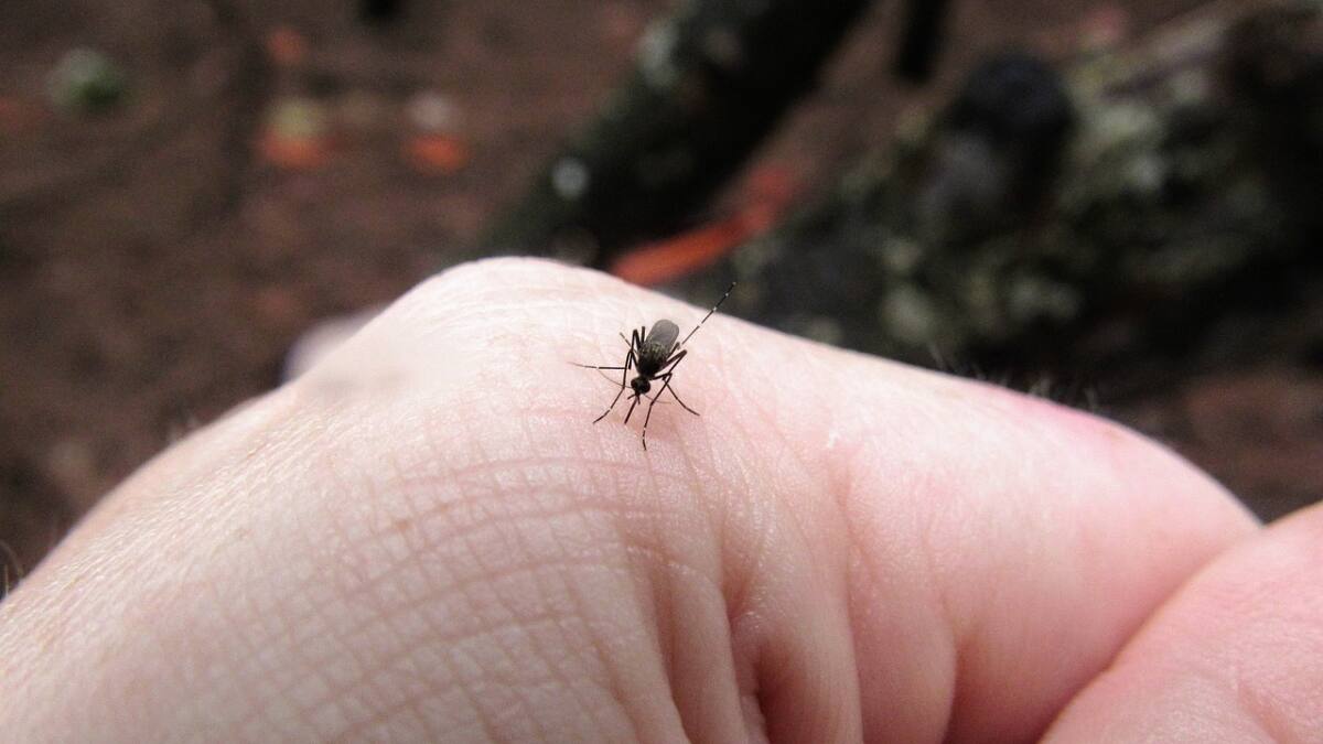 Olvídate de los mosquitos con este remedio hecho con jabón de pasta