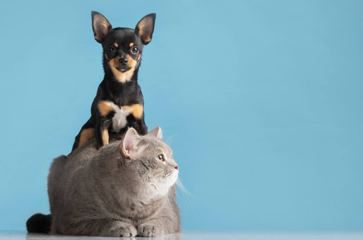 Cachorros, gatitos y más: ¿Cuál prefieres en la lista de animales más tiernos de Chat GPT?