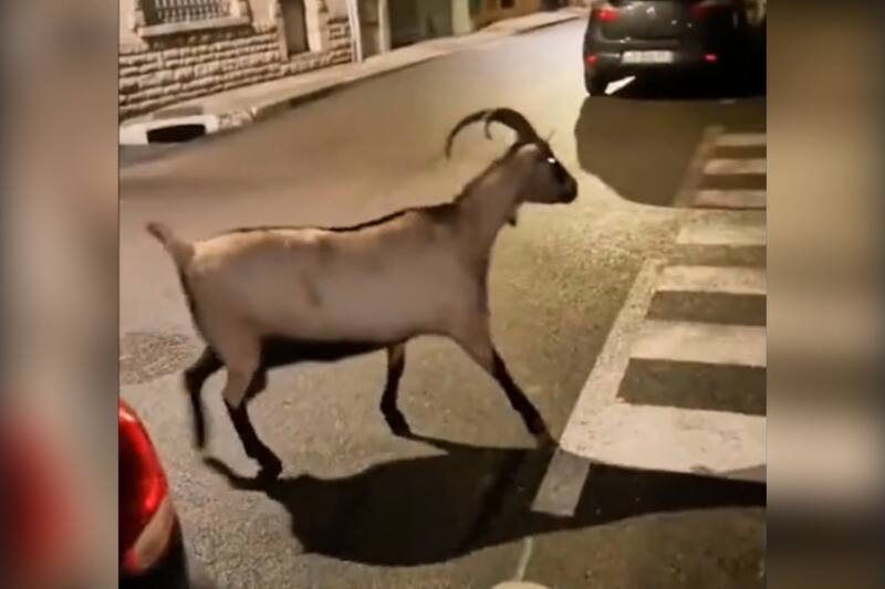 Captaron una cabra, leones, un gorila y cebras.