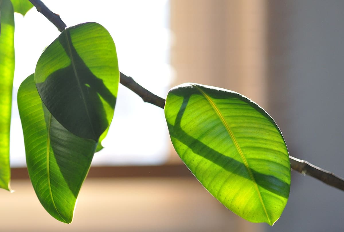 Esta planta te ayudará a bajar los niveles de calor en casa.