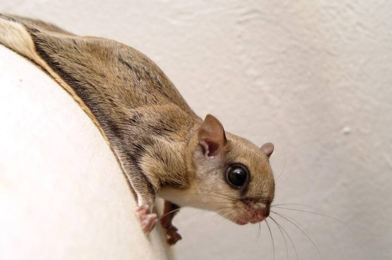 La ardilla fingió su propia muerte de manera muy trágica