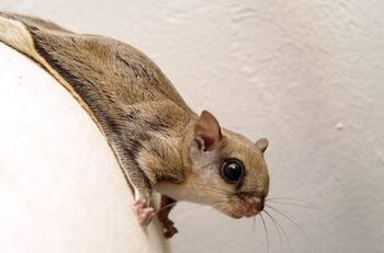 VIDEO | Ardilla voladora finge su muerte; internautas la califican como “actriz del año”