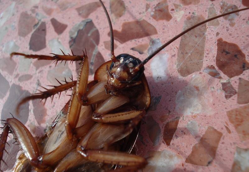 Las baratas o cucarachas pueden ser infecciosas y gustan de poner sus huevos en lugares cálidos y húmedos.