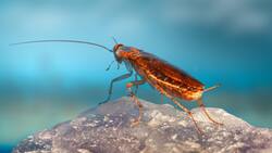 ¡Adiós cucarachas! Elimínalas de tu microondas con este truco casero