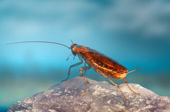 ¡Adiós cucarachas! Elimínalas de tu microondas con este truco casero