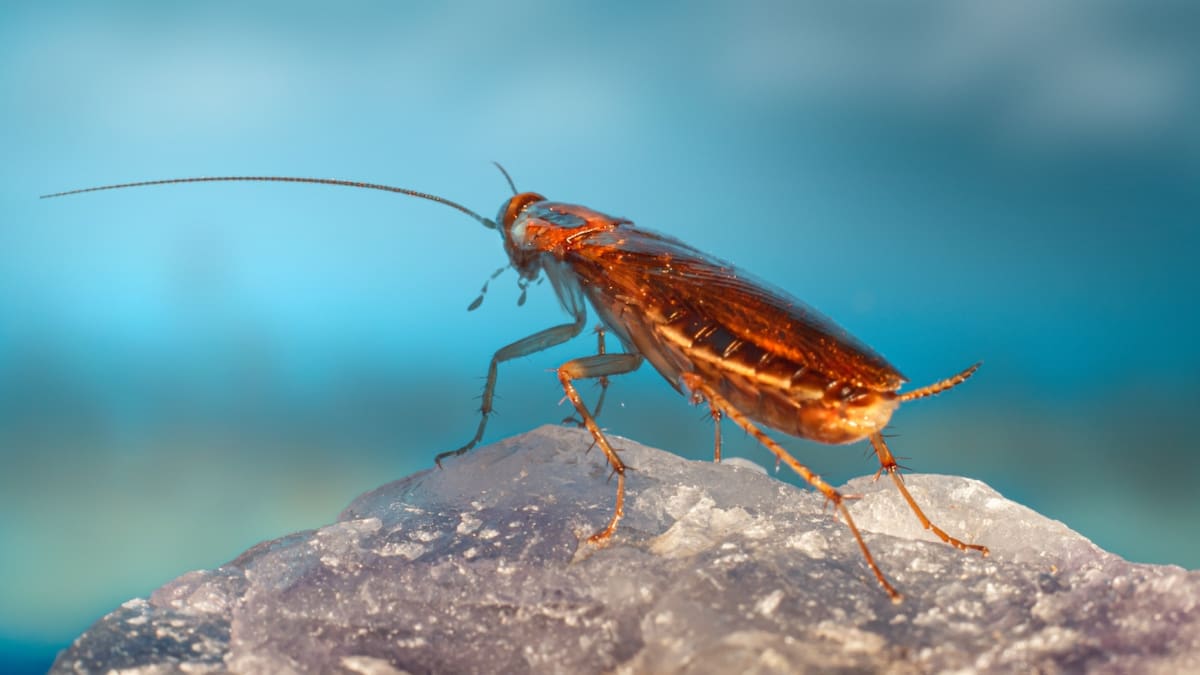 ¡Adiós cucarachas! Elimínalas de tu microondas con este truco casero