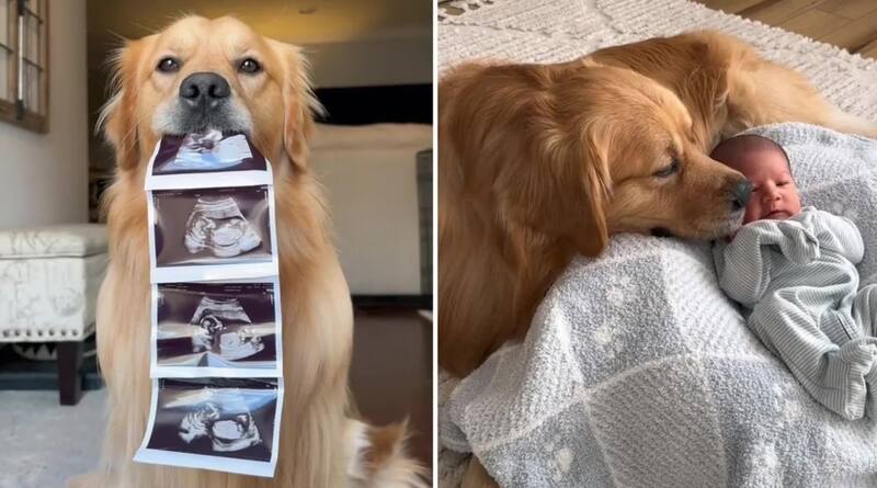 El video de la mascota cuenta con más de 20 millones de reproducciones. (Foto: Tik Tok).