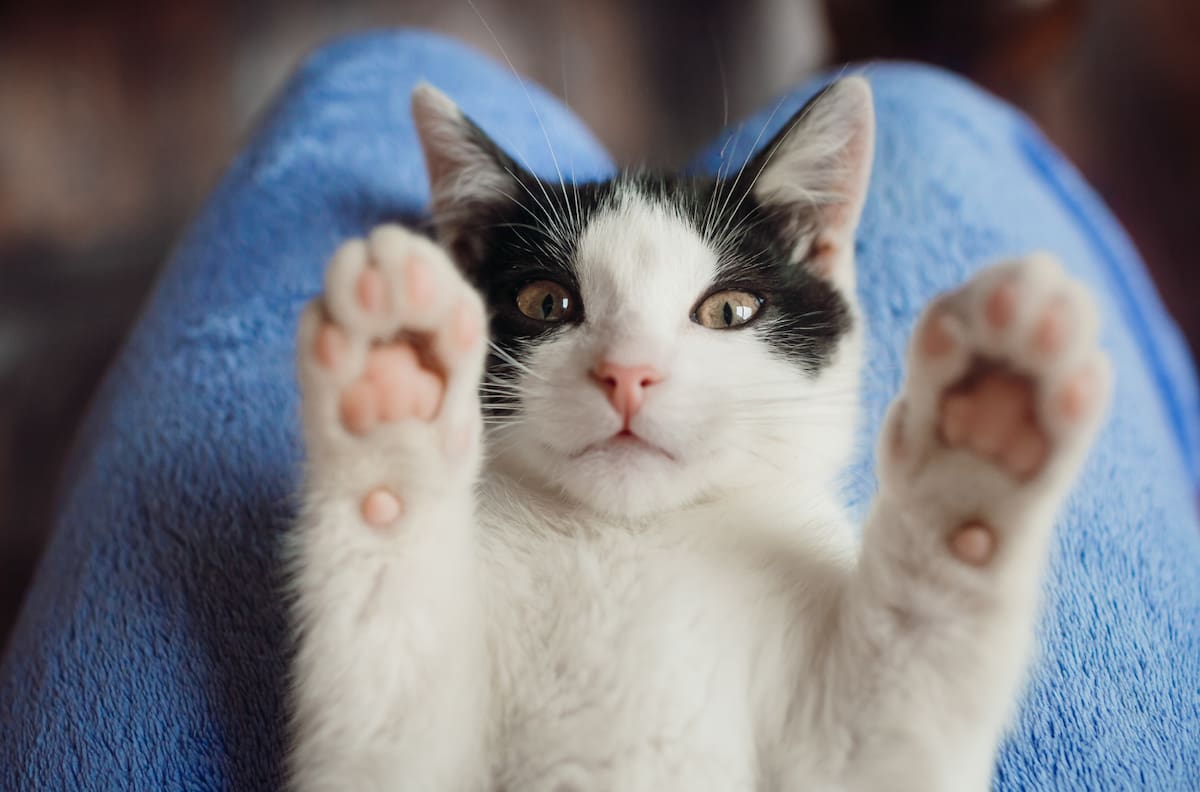 Estos son los 5 beneficios de tener un gato como mascota