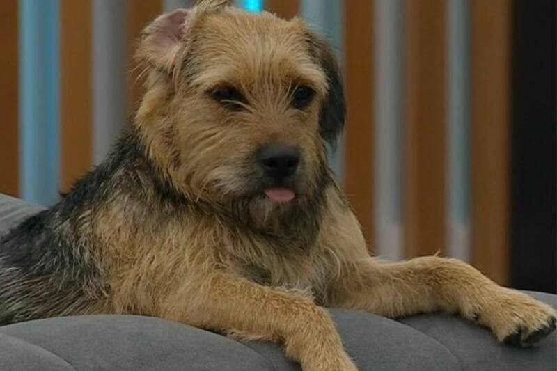 Bigote es la querida mascota de "Gran Hermano" Chile.