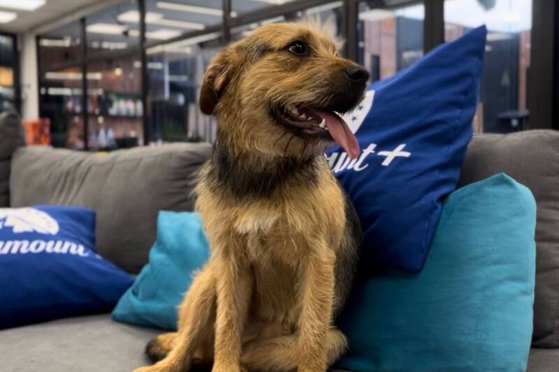 Bigote, el perro de "Gran Hermano" Chile, fue "funado" por morder mucho a los participantes.