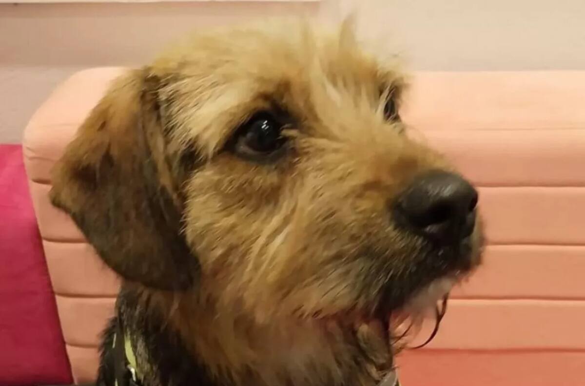 “Gran Hermano” Chile definió qué participante adoptará a Bigote