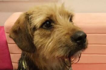 “Gran Hermano” Chile definió qué participante adoptará a Bigote