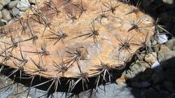 ¿Se te secan hasta los cactus? 5 plantas de interior “muy fáciles” de cuidar