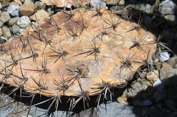 ¿Se te secan hasta los cactus? 5 plantas de interior “muy fáciles” de cuidar