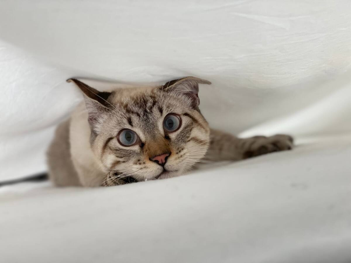 Día Internacional del Gato: Estas son las mejores canciones para celebrar