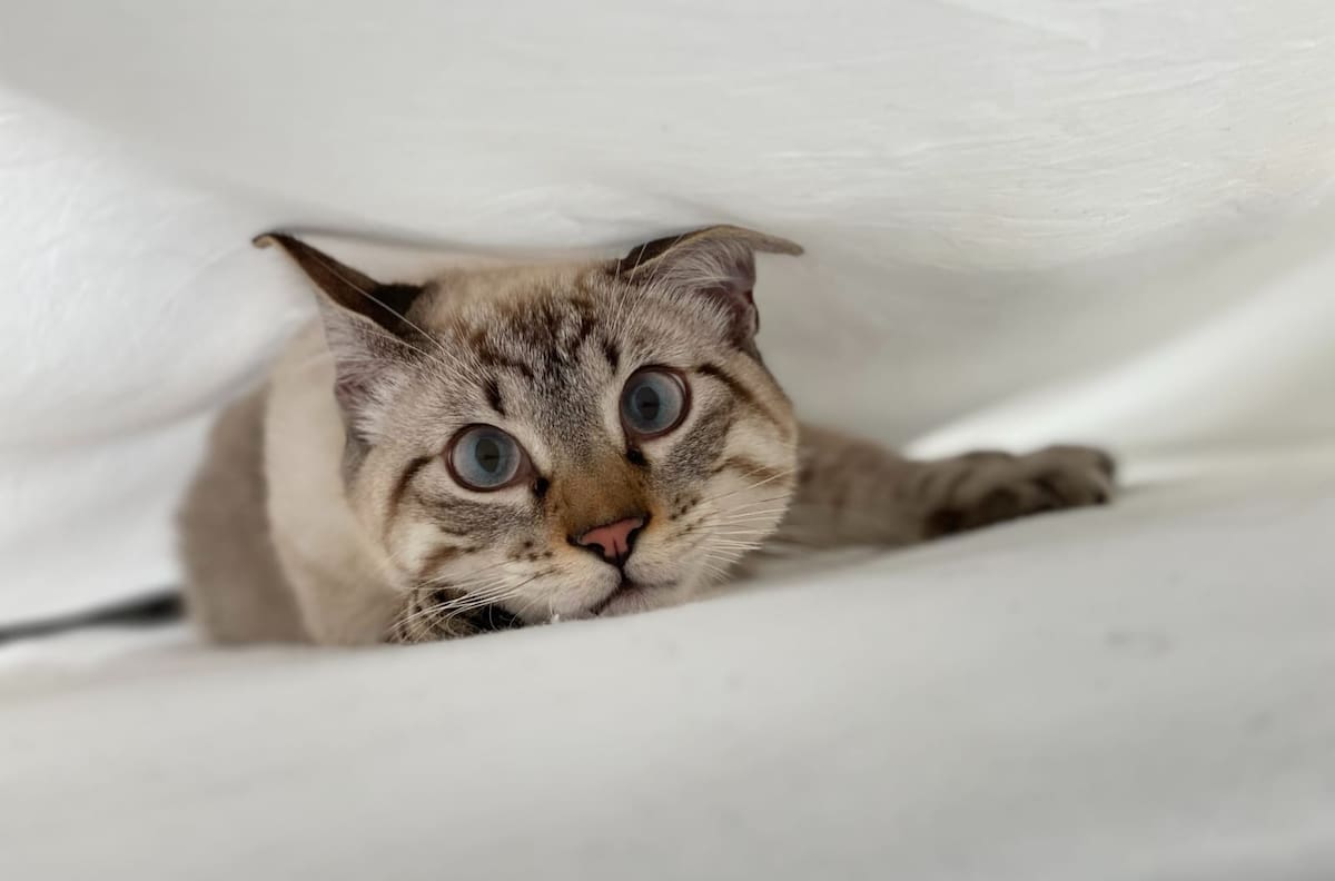 Día Internacional del Gato: Estas son las mejores canciones para celebrar