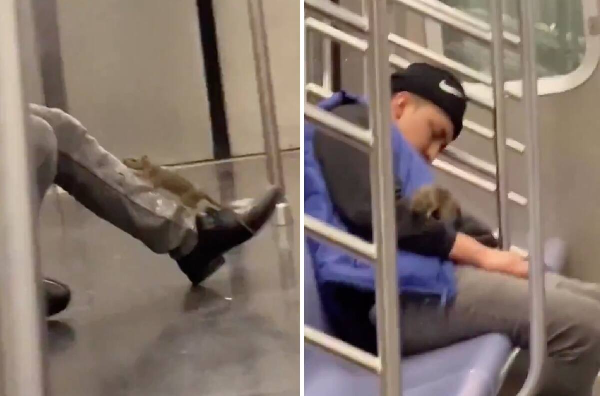 Captan a rata de grandes dimensiones arriba de un pasajero del Metro en Nueva York | VIDEO