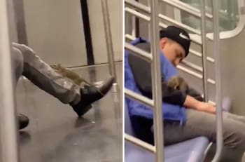 Captan a rata de grandes dimensiones arriba de un pasajero del Metro en Nueva York | VIDEO