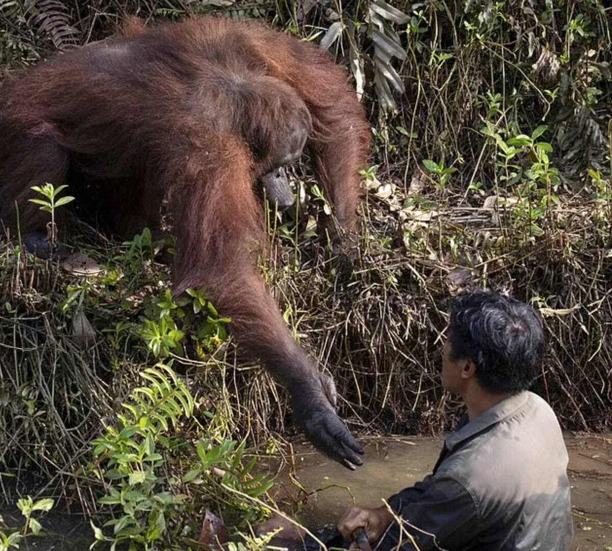 El animal mostró compasión por la persona que estaba en peligro.