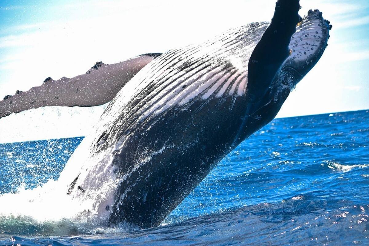 Este video viral permite conocer más a la especie.