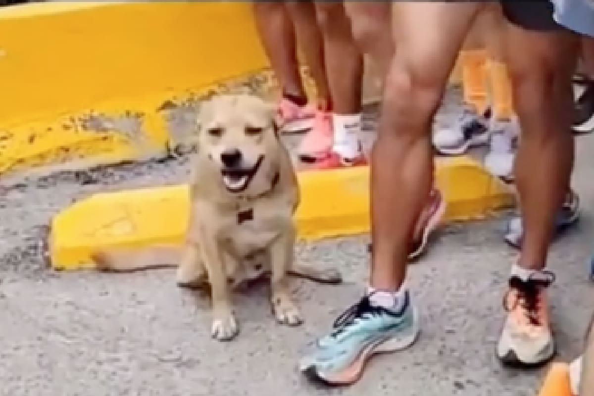 “Chicles”, el perrito
