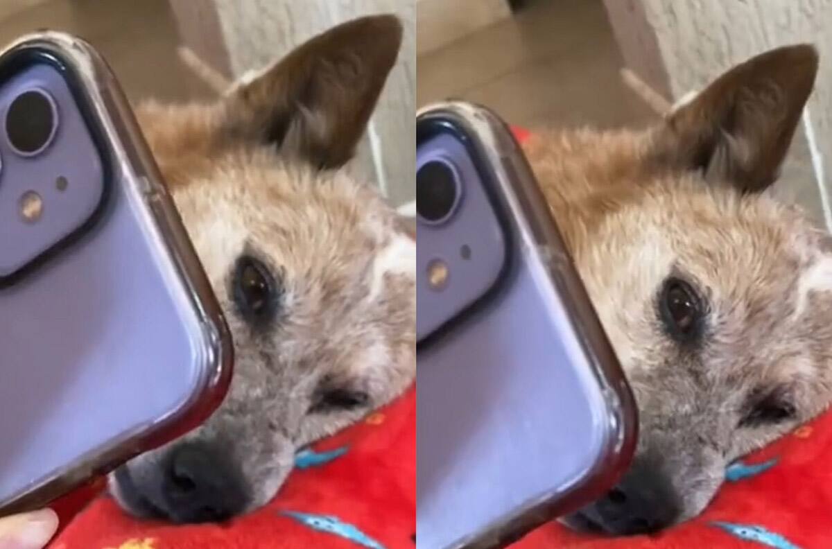 VIDEO | El triste adiós de un hombre y su perrito: Se despidió por videollamada