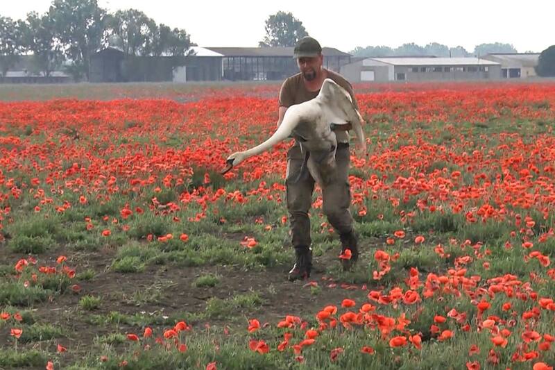 La planta de la Amapola es complejamente tóxica. Créditos: Captura Video DW en Español.