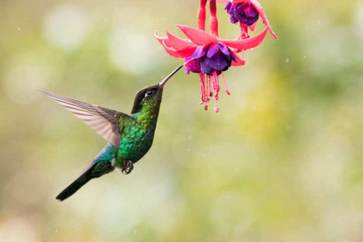 Esta es la razón por la que venden colibríes de manera ilegal.